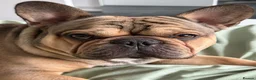 French Bulldog dogs for stud: French Bulldog Stud Available (fluffy carrier) in London - Advert 2