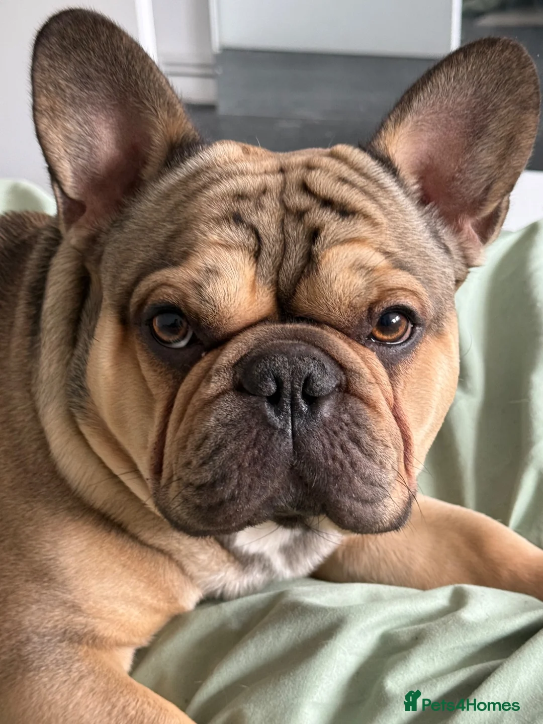 French Bulldog dogs for stud: French Bulldog Stud Available (fluffy carrier) in London - Advert 2
