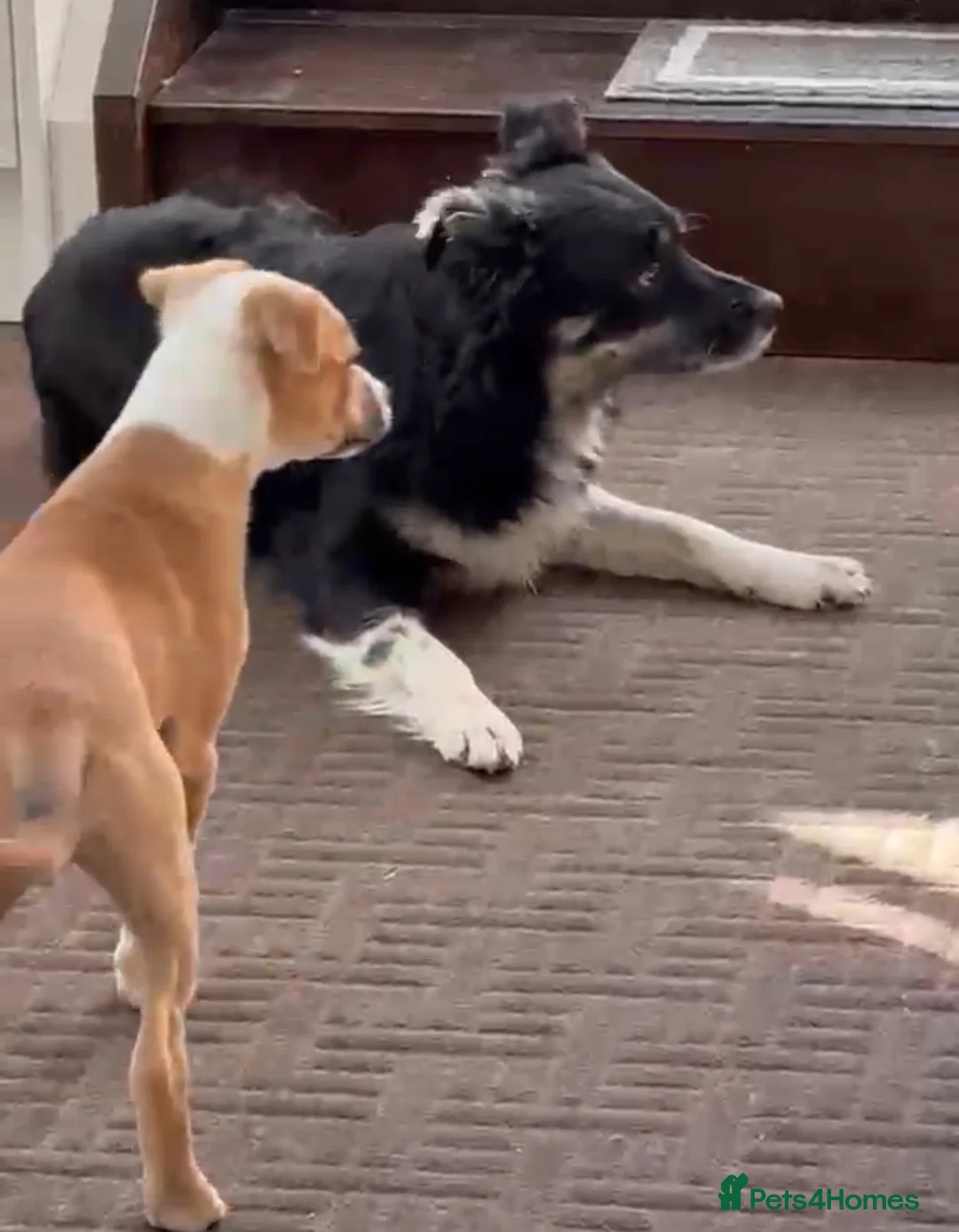 Mixed Breed dogs for sale: Border Collie x Staffie pup, male, tan/white.  in Wakefield - Advert 6