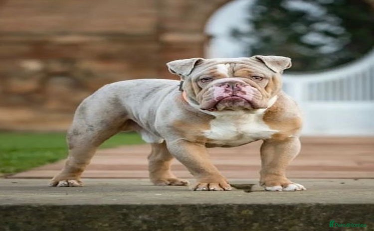 English Bulldog dogs - Advert 1