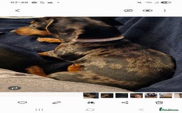 Dachshund dogs for sale: Mini miniature  dashound - Image 5