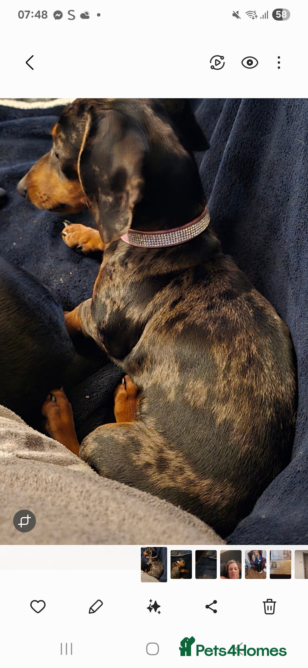 Dachshund dogs for sale: Mini miniature  dashound - Image 5