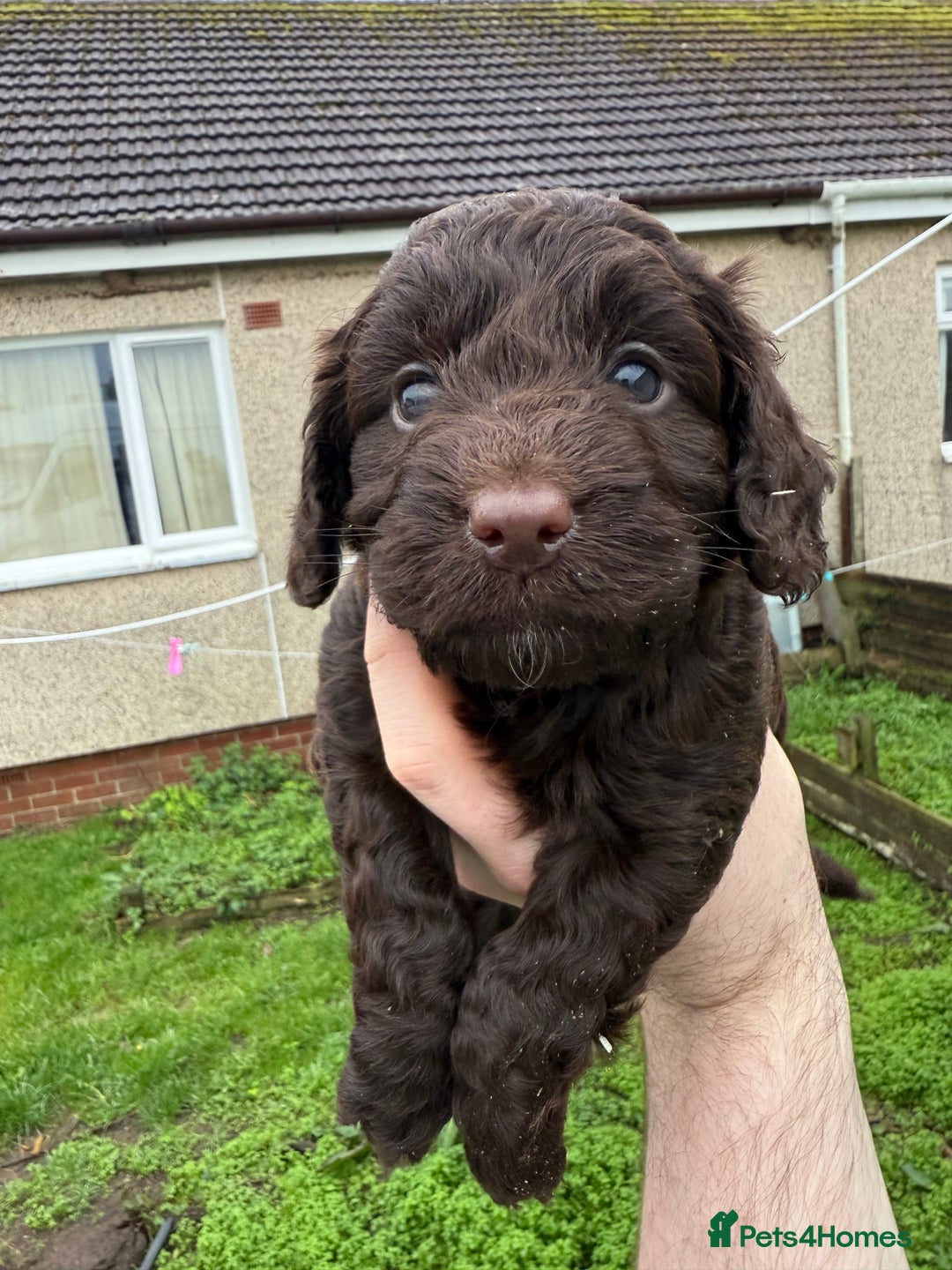 Cockapoo dogs for sale: Stunning toy size F1 cockapoo puppies - Image 14
