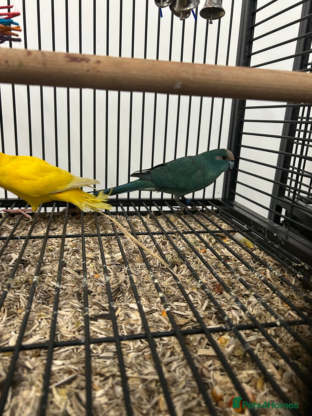 Parakeets birds for sale: Various Stunning Baby Kakarikis  - Advert 5