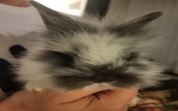 Mini Lion Lop rabbits for sale: Beautiful baby rabbits. - Image 5