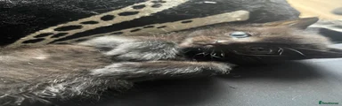 Mixed Breed 1