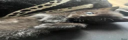 Mixed Breed cats for sale: 1 Male kitten  - Advert 8
