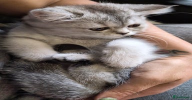 Scottish Fold cats - Advert 10