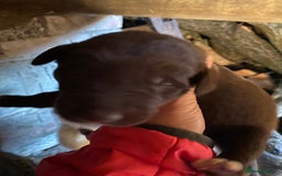 Mixed Breed dogs for sale: Welsh collie x red fox Labrador - Image 9