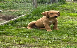 Labrador Retriever dogs for sale: Ready to go! KC reg Labradors (yellow/Foxred) - Image 16