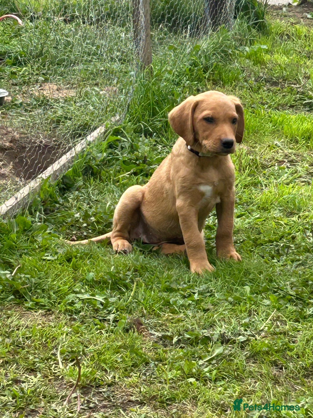 Labrador Retriever dogs for sale: Ready to go! KC reg Labradors (yellow/Foxred) - Image 16
