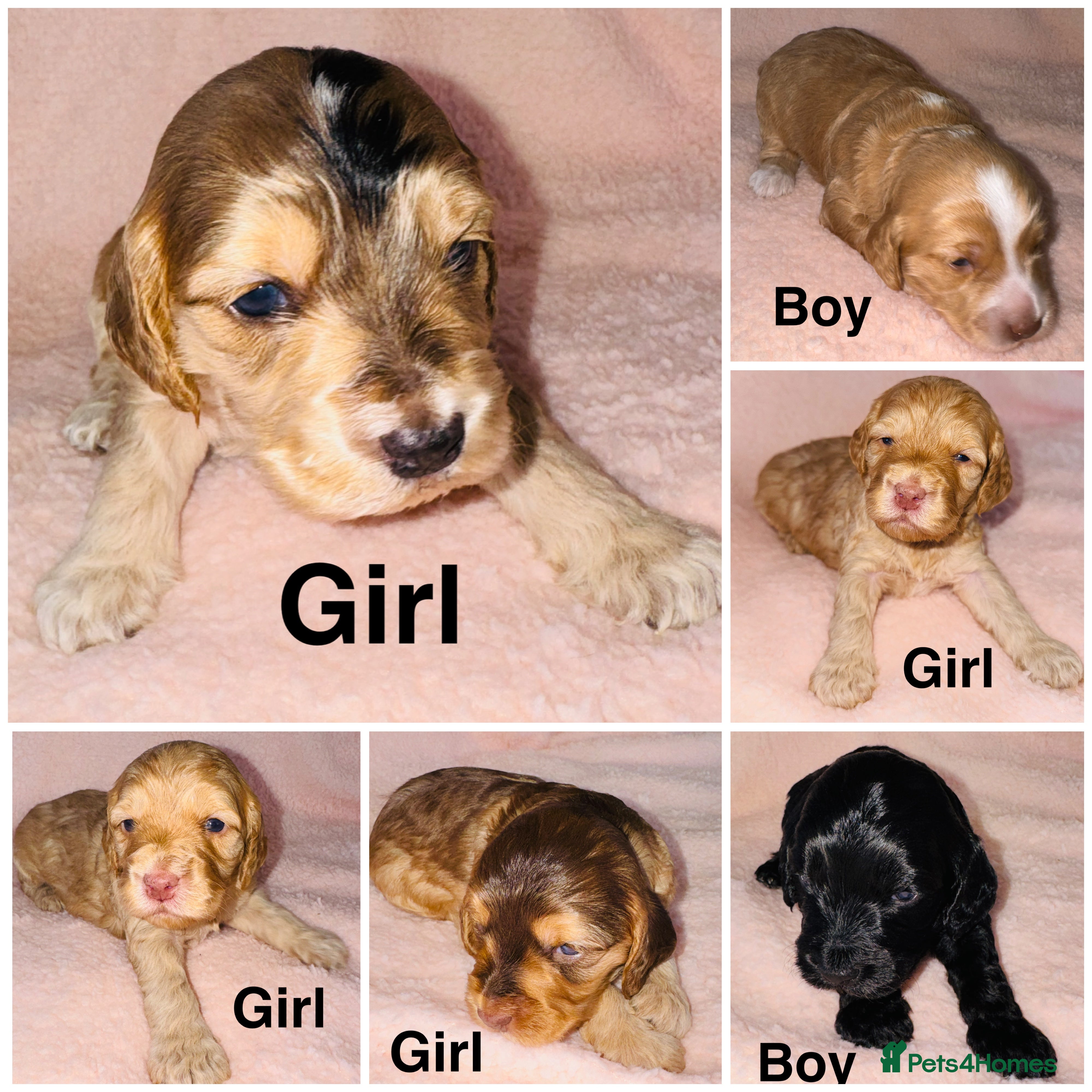 Cockapoo dogs ❤️DNA Tested Rare Sable Cockapoos, Ready 5th Feb  - Advert 11