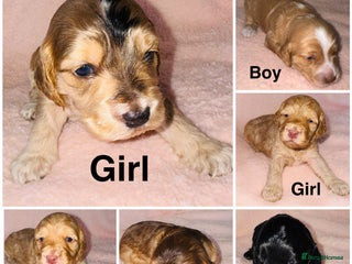 Cockapoo dogs ❤️DNA Tested Rare Sable Cockapoos, Ready 5th Feb - Advert 11