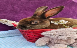 Mini Lop rabbits for sale: Baby velveteen lops & adult mini rex  - Image 13