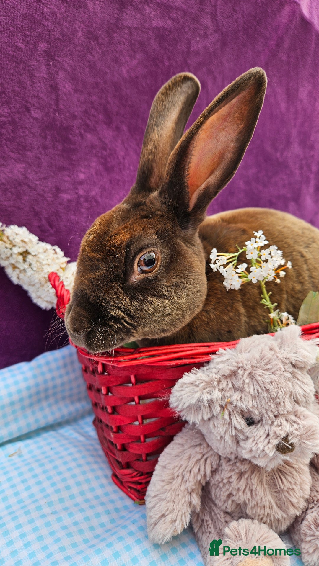 Mini Lop rabbits for sale: Baby velveteen lops & adult mini rex  - Image 13