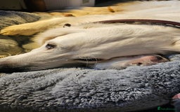 Golden Retriever dogs for sale: Outstanding Kc registered Golden Retriever babies  - Image 23