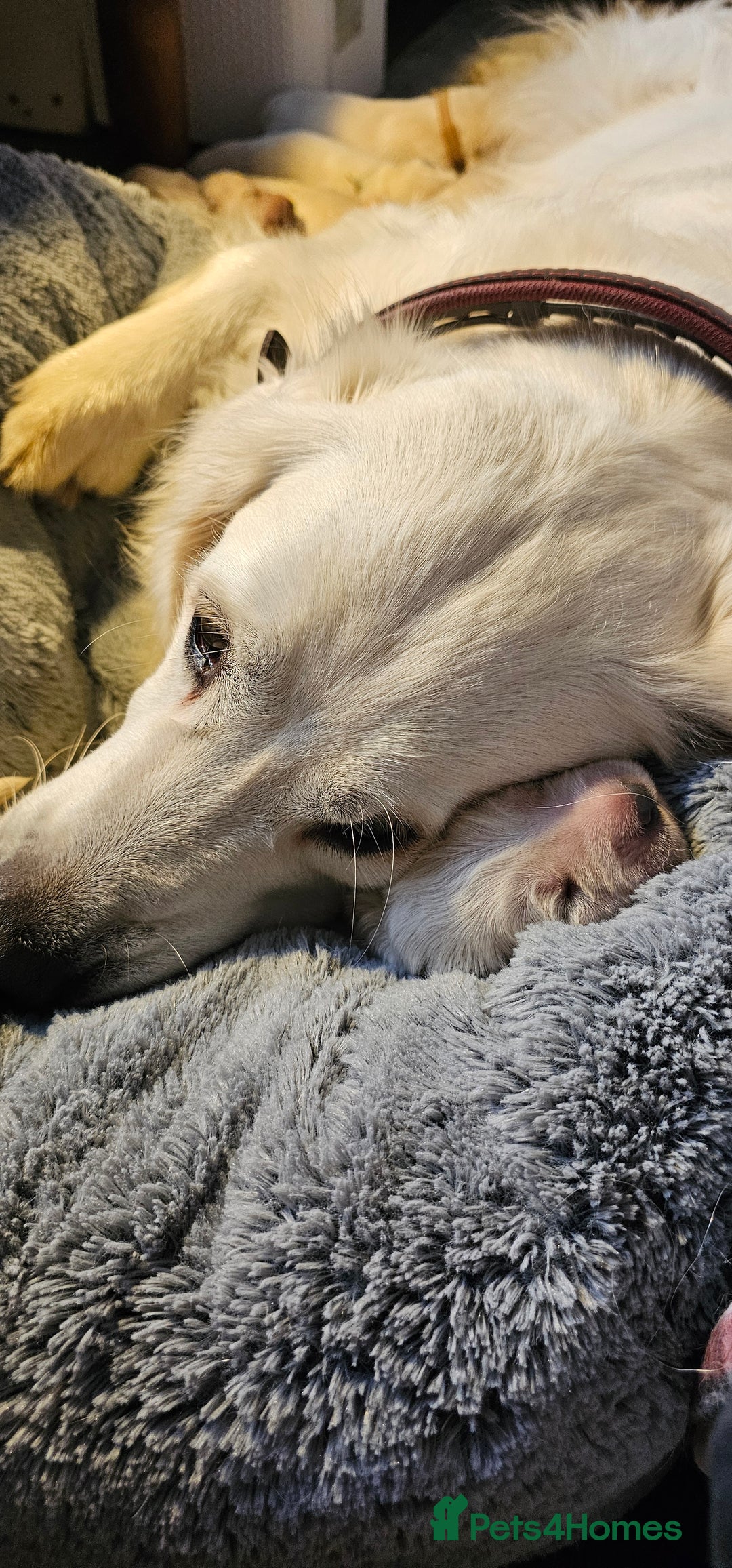 Golden Retriever dogs for sale: Outstanding Kc registered Golden Retriever babies  - Image 23