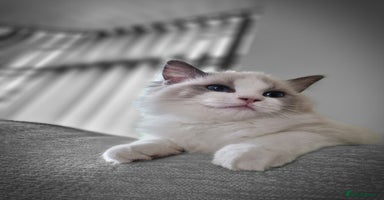 Ragdoll cats - Advert 1