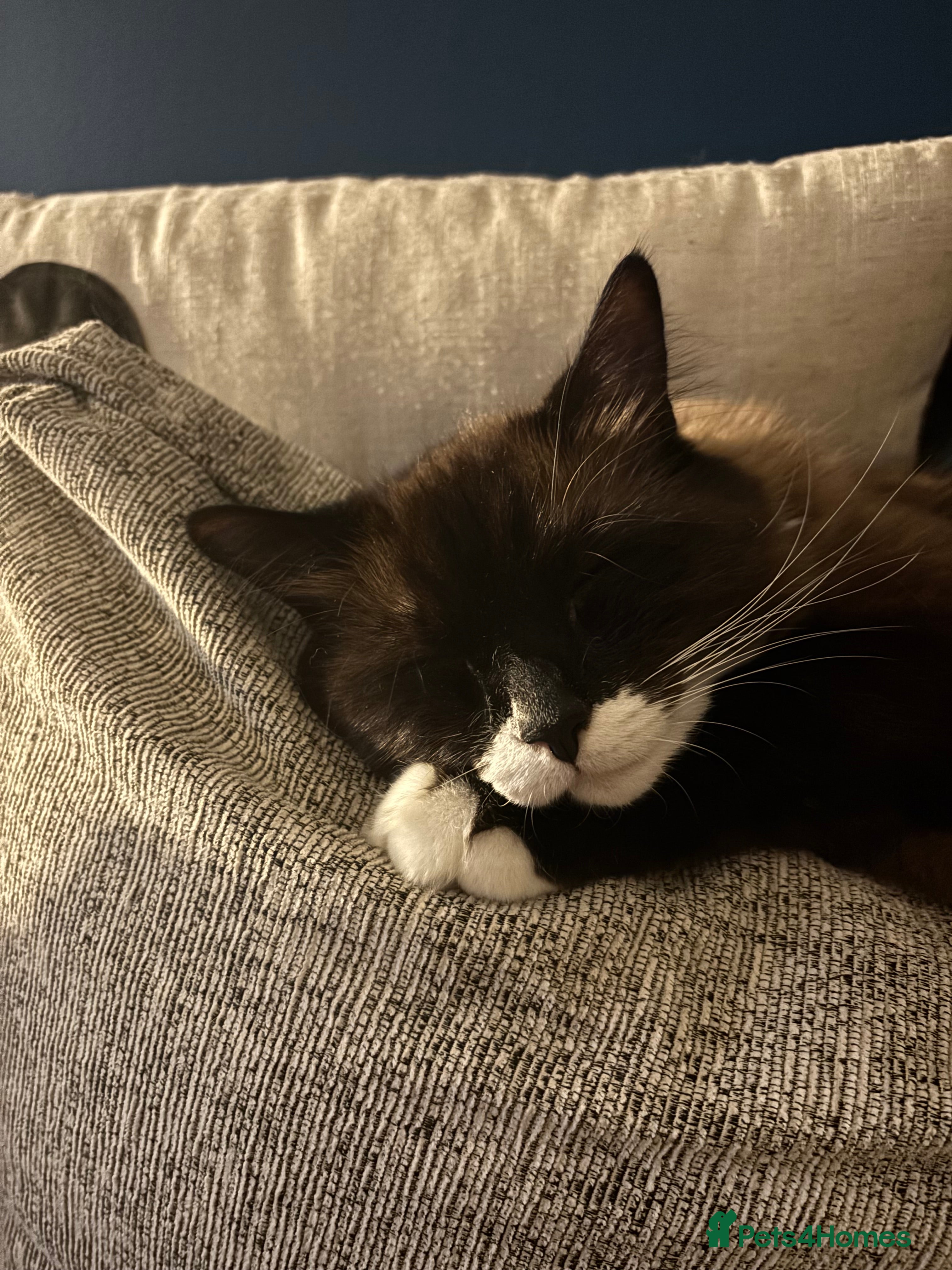 Ragdoll cats Ragdoll cross  in Witney - Advert 2