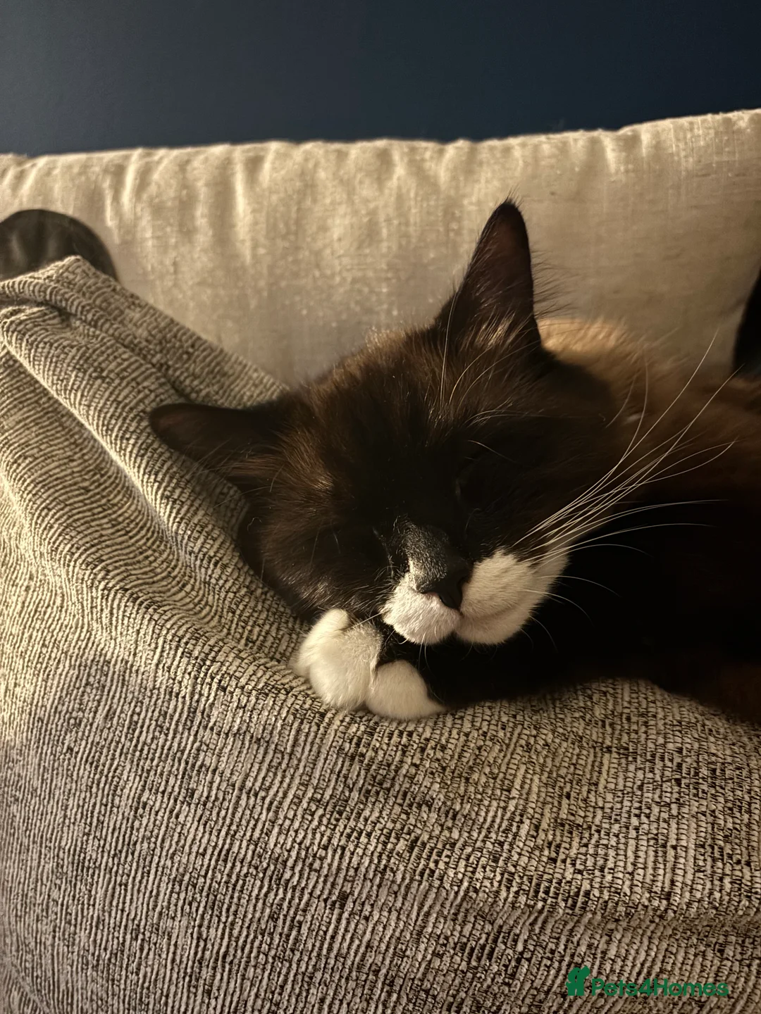 Ragdoll cats for sale: Ragdoll cross  - Advert 1