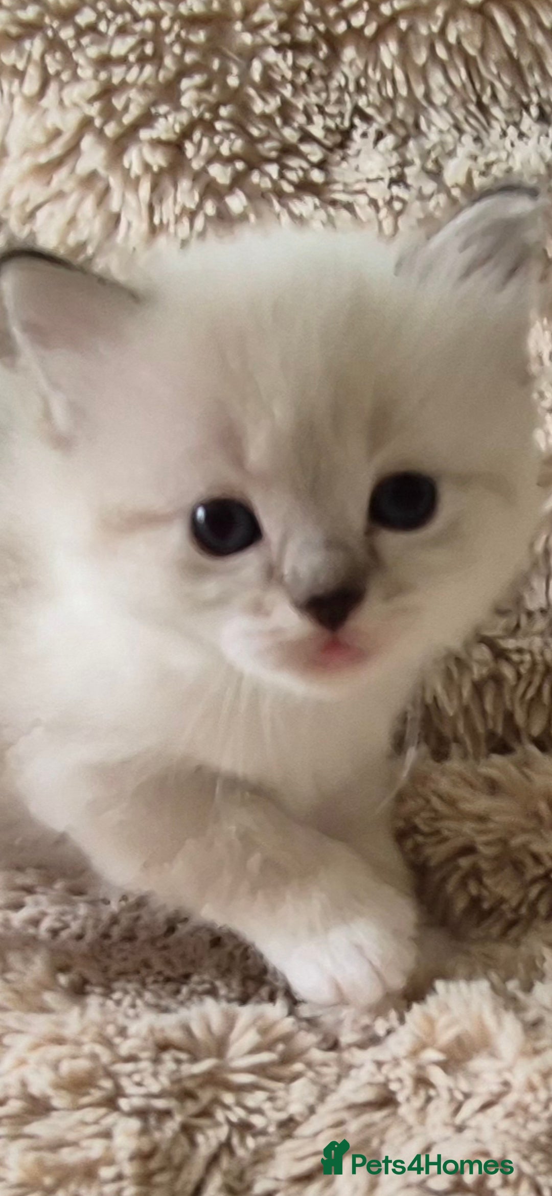 Ragdoll cats for sale: 4 Precious tica Ragdoll girls - Image 32