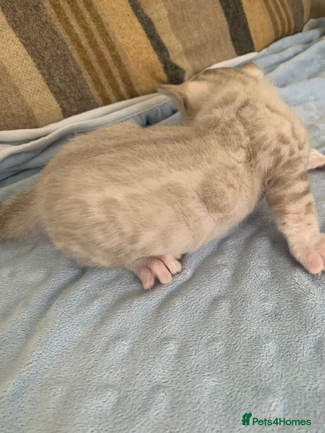 Bengal cats for sale: Beautiful Bengal babies  - Advert 18