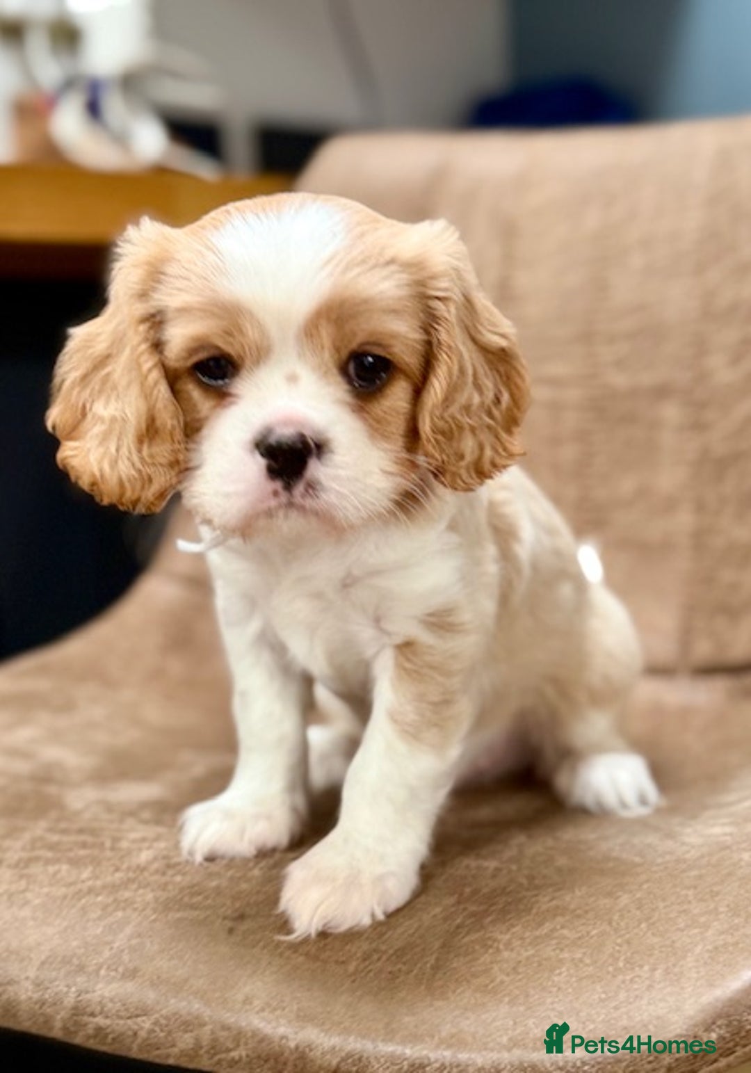 Cavalier King Charles Spaniel dogs for sale: 1 Adorable Cavalier King Charles Puppy for sale - Image 12