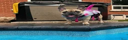 French Bulldog dogs for sale: Marion - Advert 2