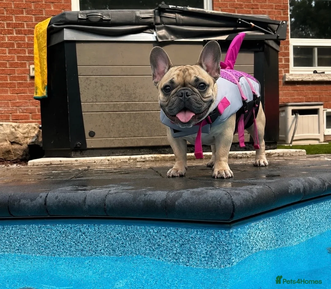 French Bulldog dogs for sale: Marion - Advert 2