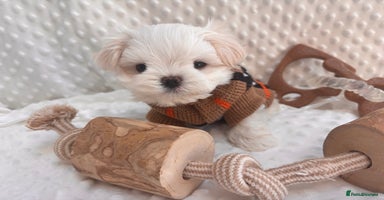 Maltese dogs - Advert 7