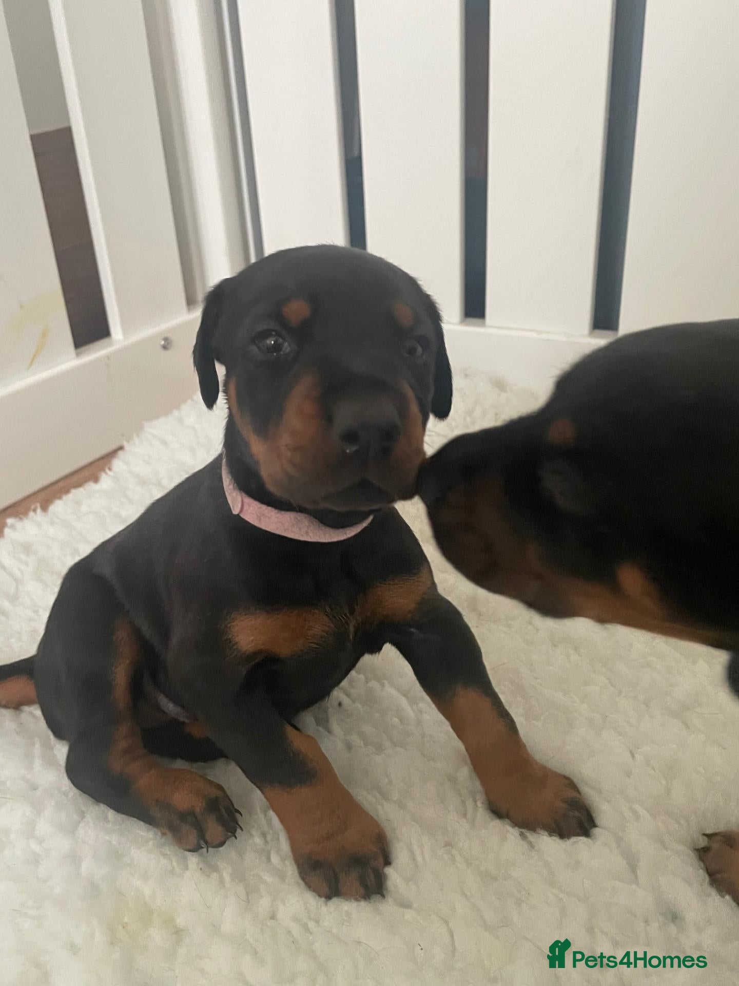 Dobermann dogs KC Reg Doberman - Health tested parents - Advert 2