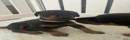 Dobermann dogs for sale: KC Reg Doberman - Health tested parents - Advert 2