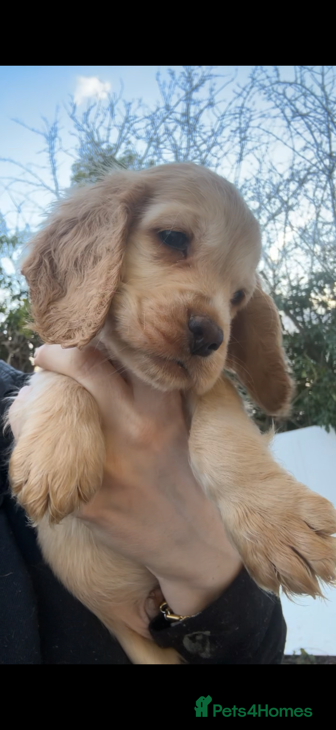 Cocker Spaniel dogs 100% sable show cockers  - Advert 7