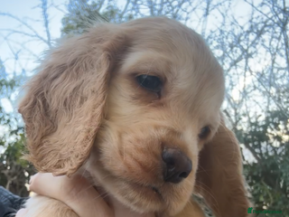 Cocker Spaniel dogs 100% sable show cockers - Advert 7