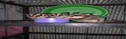 Sugar Glider rodents for sale: Sugar gliders  in Trowbridge - Advert 6