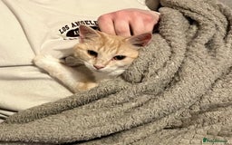 Domestic Shorthair cats for sale: Cream and white longhair cat  - Image 11