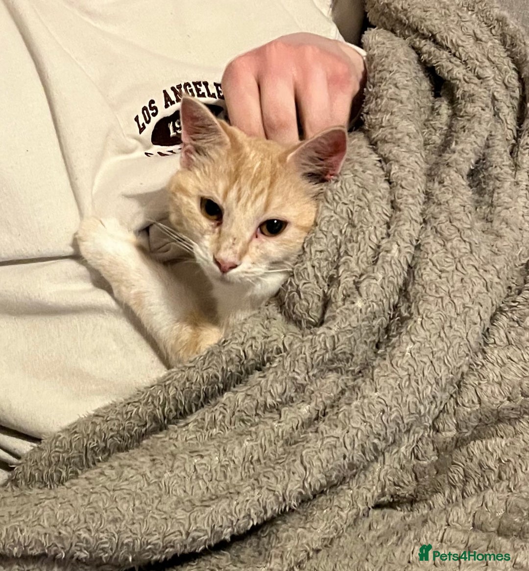 Domestic Shorthair cats for sale: Cream and white longhair cat  - Image 11