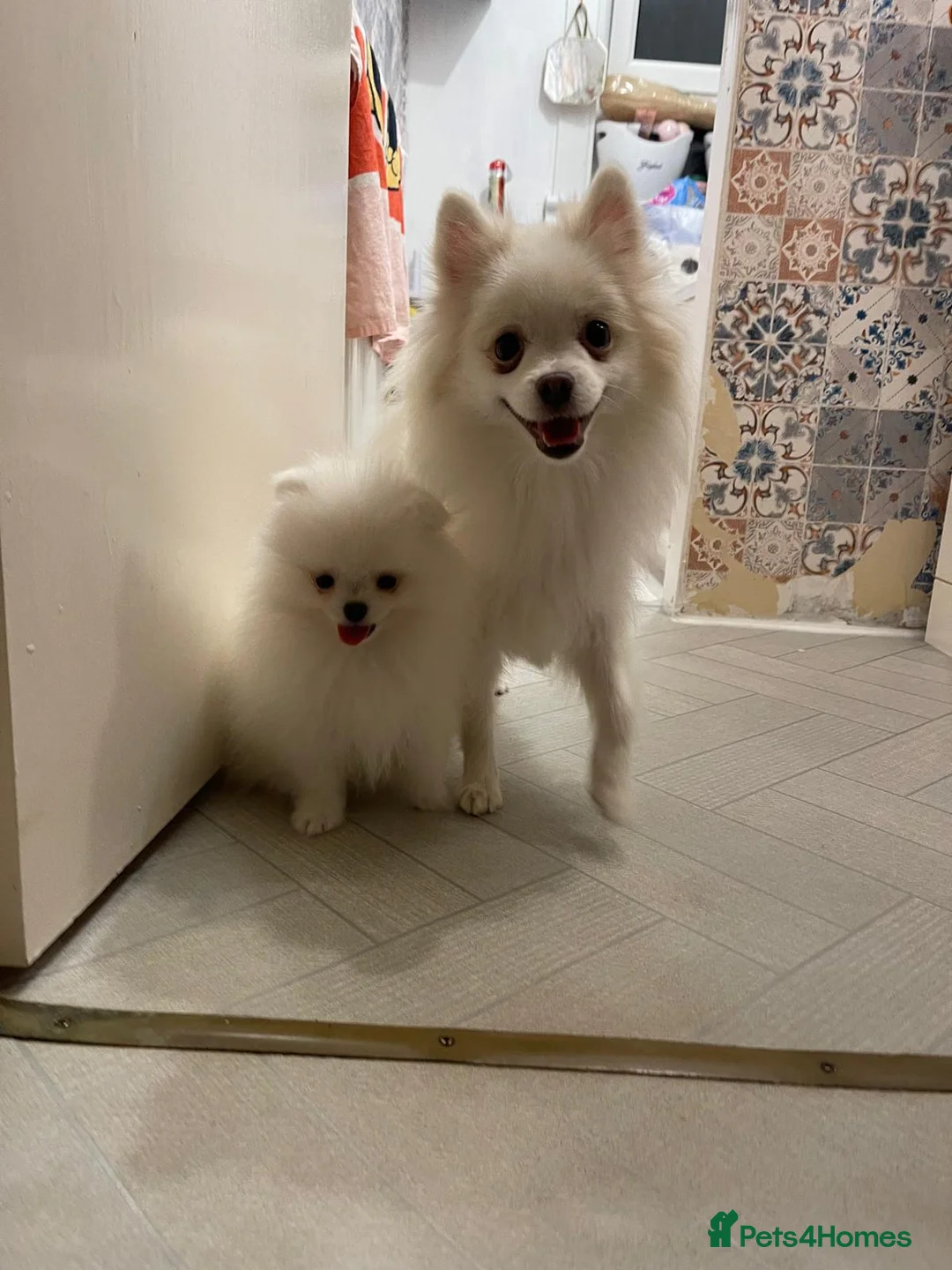 Pomeranian dogs for sale: Beautiful White Pomeranian puppies  - Advert 1