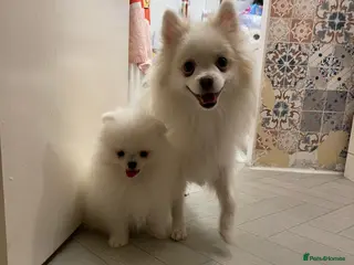 Pomeranian dogs Beautiful White Pomeranian puppies - Advert 1