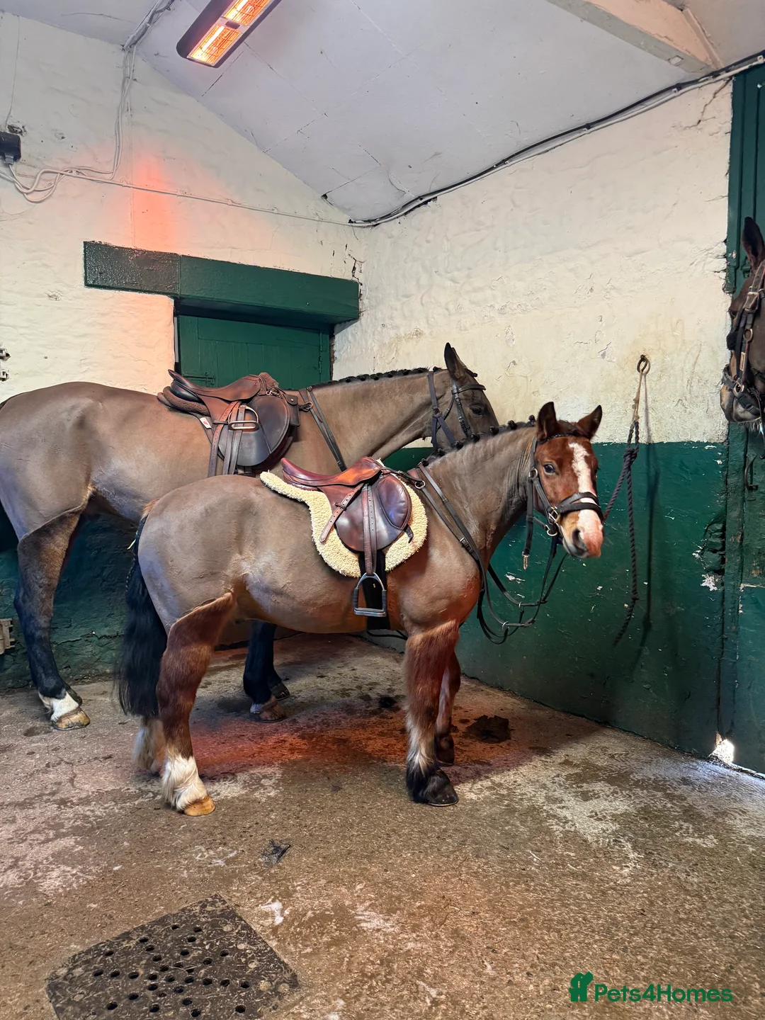 Welsh Section A horses for sale: Super 12.2hh Pony - Advert 2