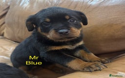 Rottweiler dogs for sale: KC Registered German Rottweiler Puppies - Image 6