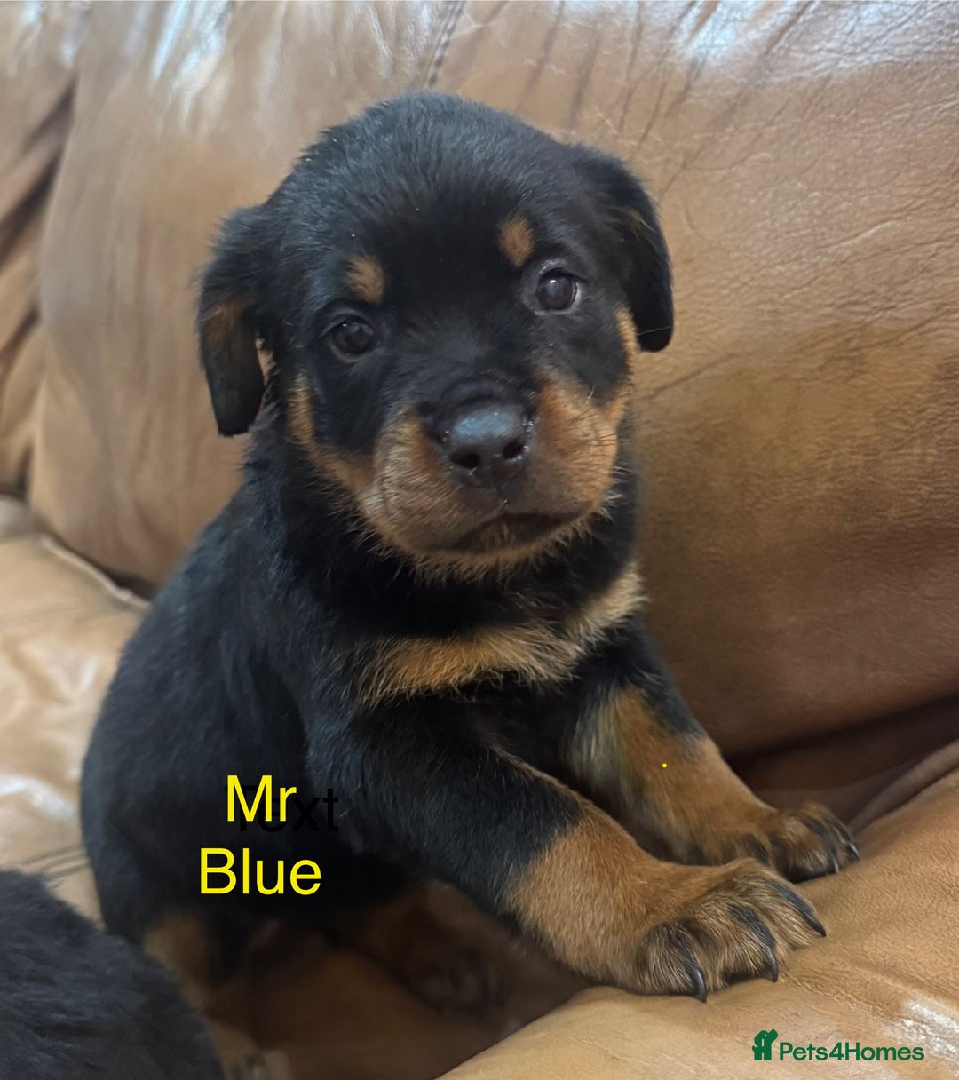 Rottweiler dogs for sale: KC Registered German Rottweiler Puppies - Image 6