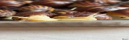 Snails invertebrates for sale: Giant African albino land snails  - Advert 2