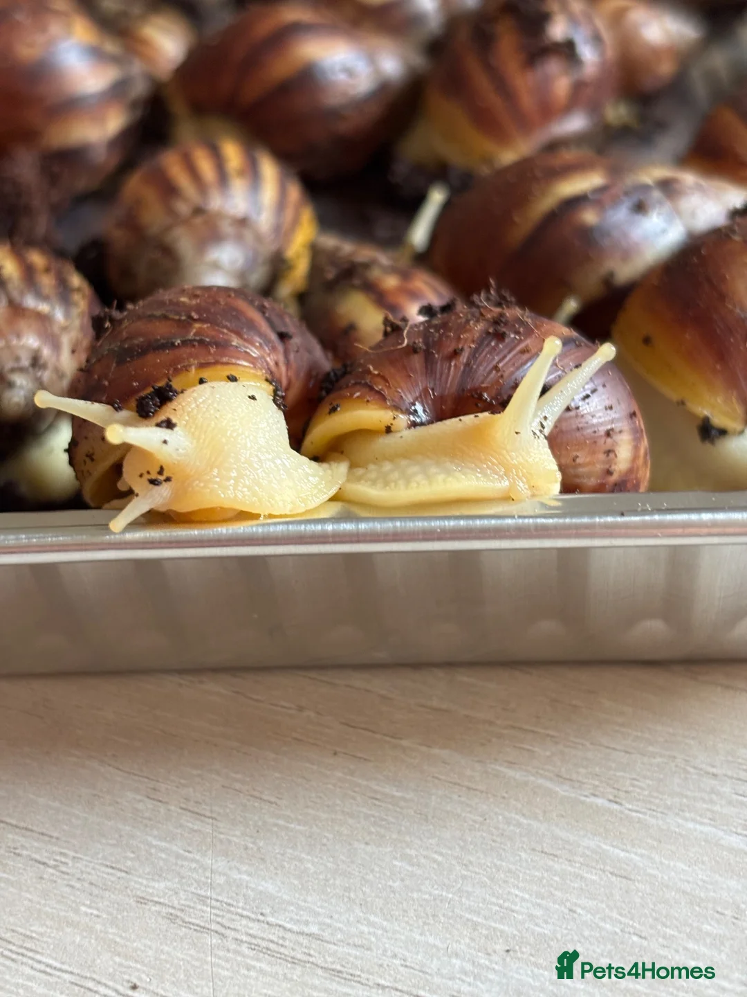 Snails invertebrates for sale: Giant African albino land snails  - Advert 2
