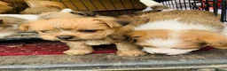 Mixed Breed dogs for sale: Adorable Shih Tzu/Jack Russell Puppies - Advert 13