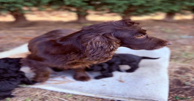Cockapoo dogs - Advert 2
