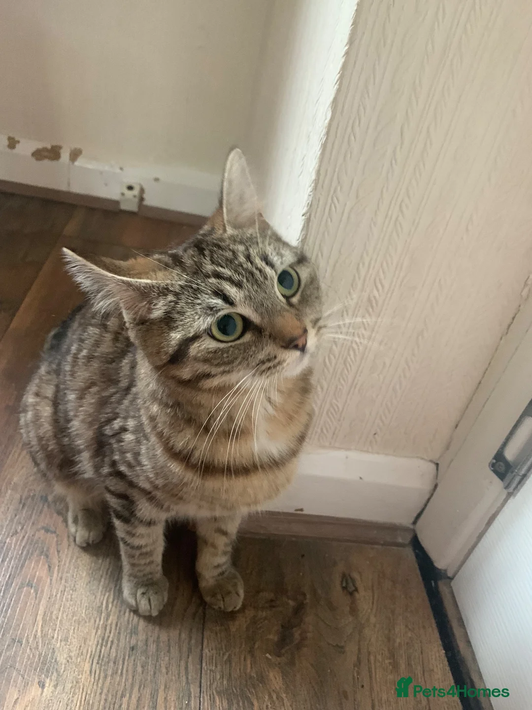 Mixed Breed cats for sale: Tabby Cat! - Advert 6