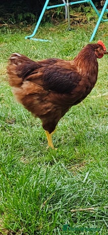 Chickens poultry - Advert 19