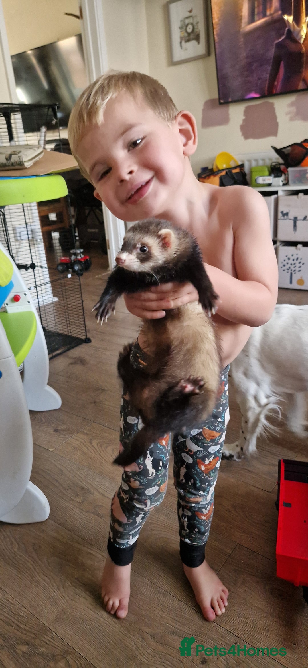 Ferret rodents for sale: Female ferret  - Image 2