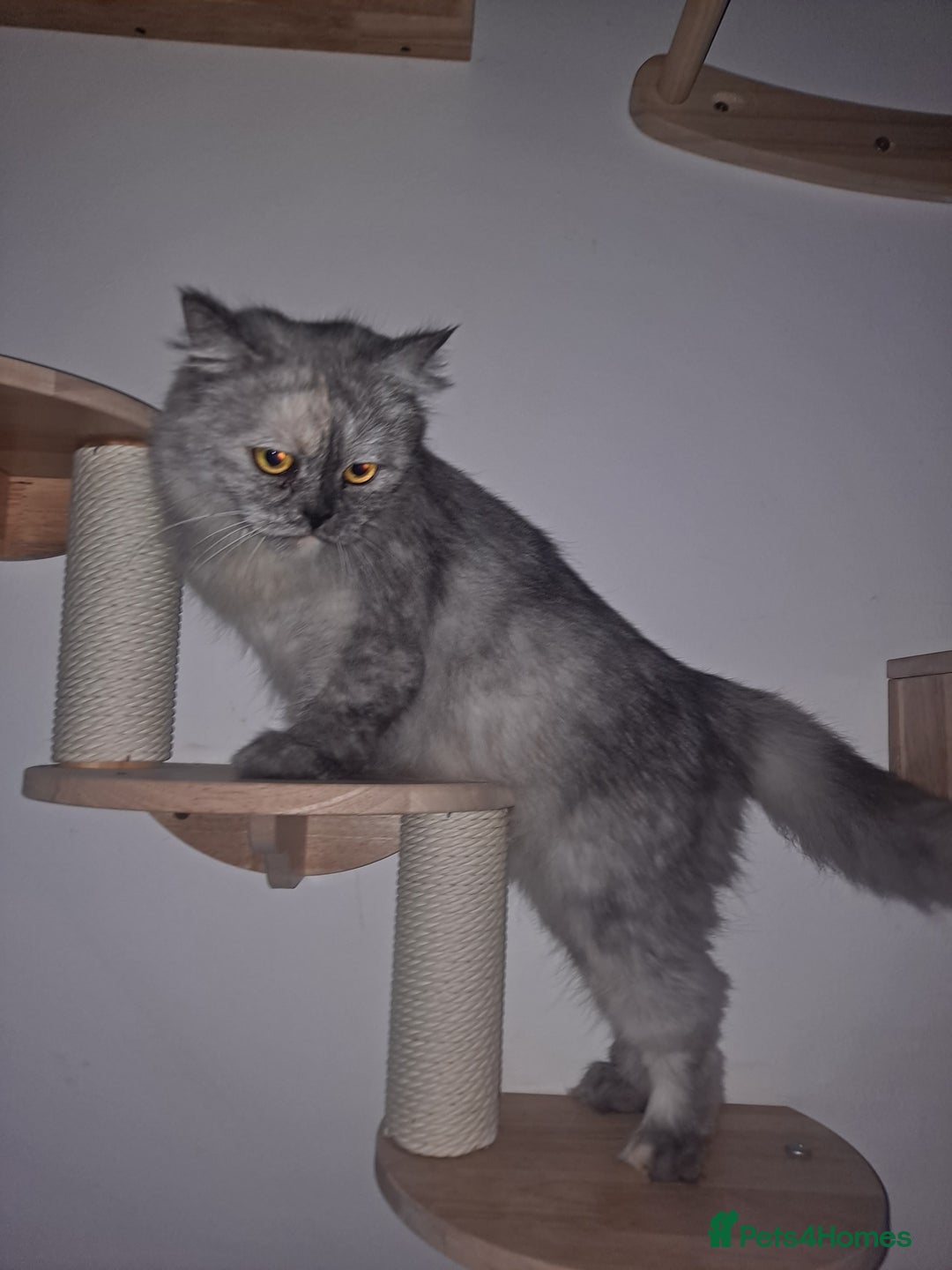 Bengal cats for sale: Beautiful bengal x persian kittens - Advert 13